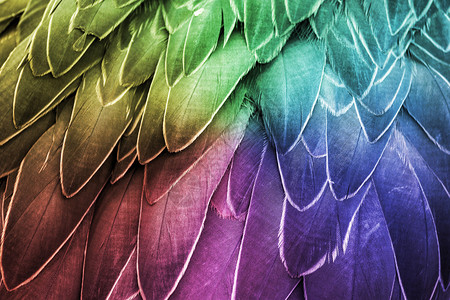 羽毛五颜六色的鸟羽细节背景图片