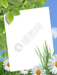 生态概念用于绿色植物和花卉的自然背景图片