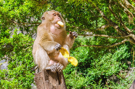 猴子在丛林中吃香背景图片