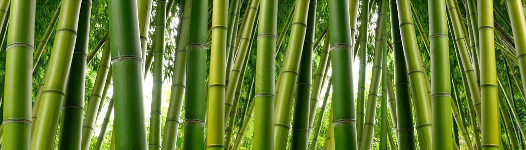 在丛林环境中茂密的绿色竹子的高茎图片
