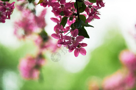 粉红樱花树枝的近距离拍摄图片