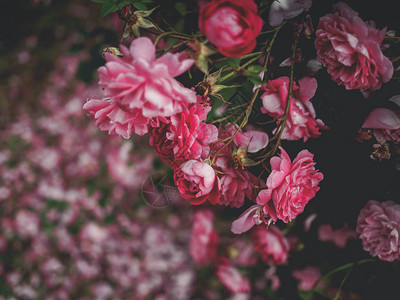Georgia花园中美丽的粉色玫瑰花图片