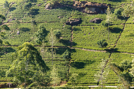 空茶叶种植园srilankanuwaraeliy图片