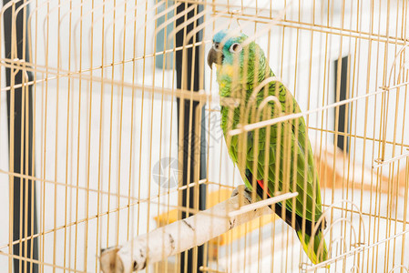坐在鸟笼中的明亮绿亚马孙鹦鹉背景图片