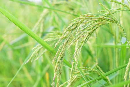 农村稻田生长水稻图片