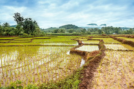 田里种植稻种大米需要站在水中才能生长背景图片