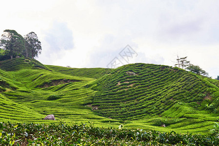 查看有机茶园的农业山美丽的丘陵景观与绿茶种植园茶园图片