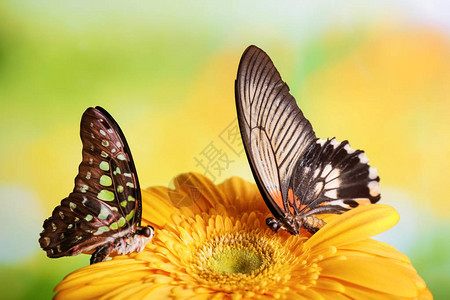美丽的蝴蝶坐在户外的花上图片