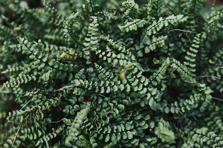 花园中绿色蕨类植物叶子的特写图片