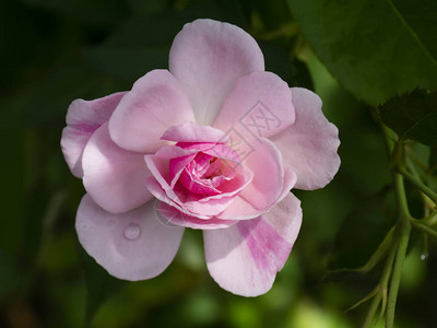 关闭大马士革玫瑰花的粉红色Rosadamascena背景图片