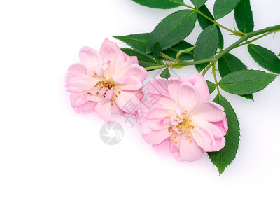 紧贴粉红色的达马斯克玫瑰花背景图片