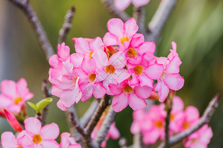 美丽的粉红色zalea花朵热带鲜花园图片