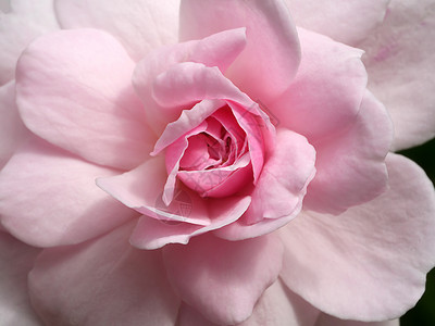 关闭大马士革玫瑰花的粉红色Rosadamascena背景图片