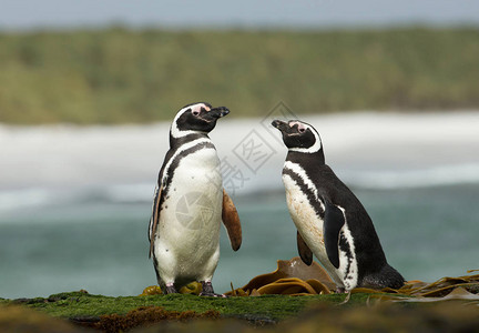 两只麦哲伦企鹅站在大西洋福克图片