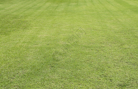 绿色草坪纹理背景图片