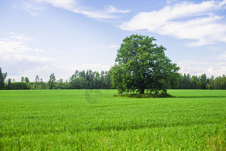 绿色田野上树的缝合图片