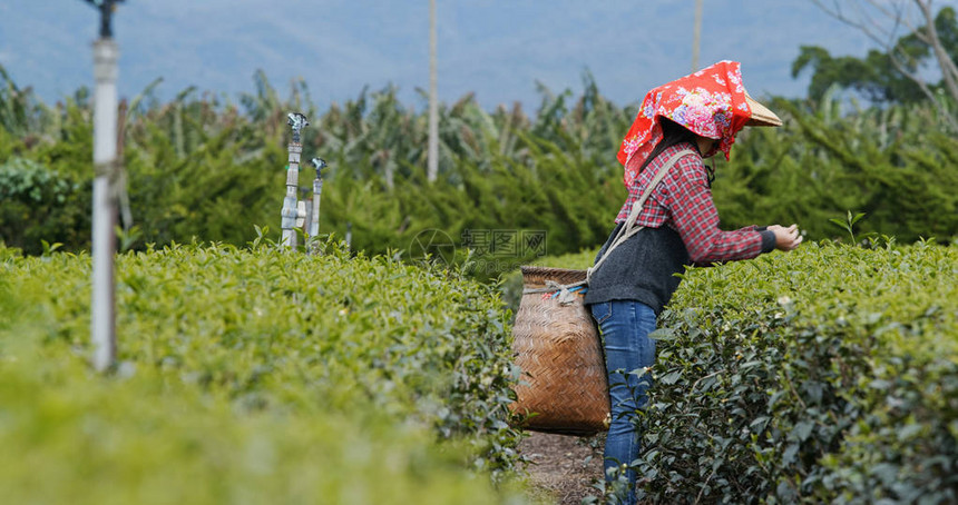 女人在茶园里采茶叶图片