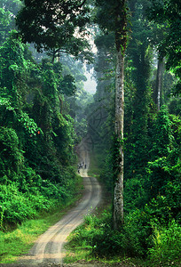 婆罗洲惊人雨林图片