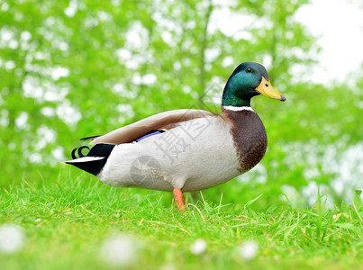 绿草上的野鸭或野鸭野生动物照片图片