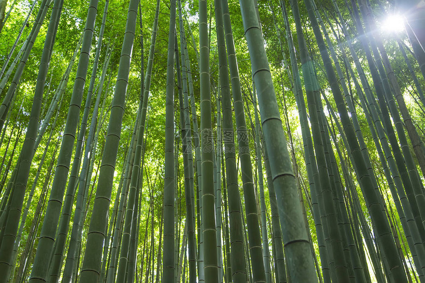 京都岚山竹林的细节图片