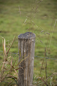 立木树桩围栏柱图片