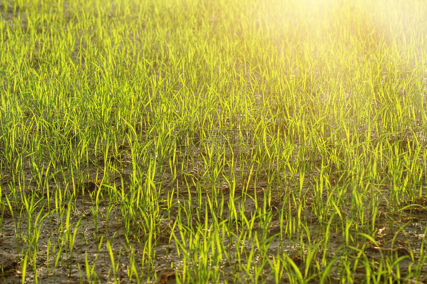 水稻植物新鲜的绿色叶子有阳光的图片