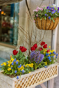 美国波士顿街头五颜六色的三色紫罗兰郁金香和其他鲜花这样的花盆在全城随处可见背景图片