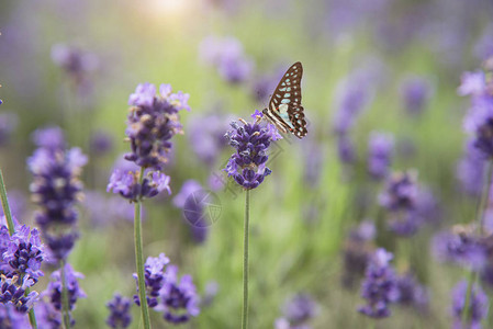 美丽的蝴蝶和紫色的花图片
