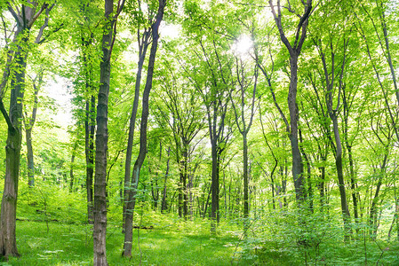绿色森林景观树木和阳光图片