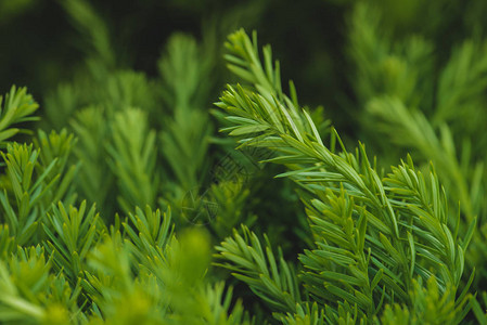 绿色植物枝叶质感图片