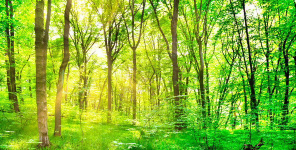 绿色森林景观全景树木和阳光照亮着叶子的图片