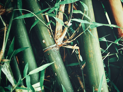 竹树背景或纹理图片