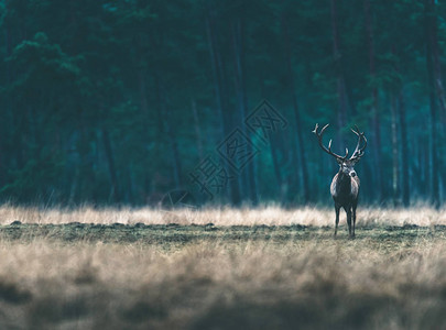 红鹿在森林草原的高图片