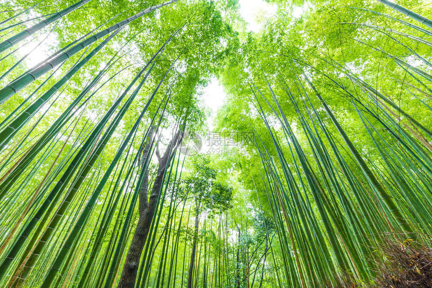 日本京都林山传统观光景场的青竹花图片