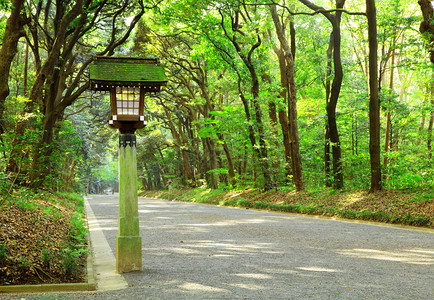日本庭园中的小径图片