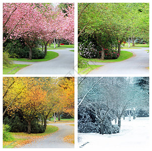 四个季节在加拿大一条樱桃树成荫的街道上的完全相同的位置拍摄春背景图片