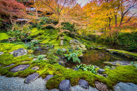 日本庭园中的红黄树图片