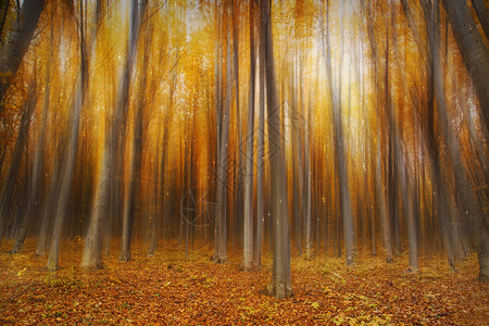美丽的秋天魔法森林灯光小亮图片