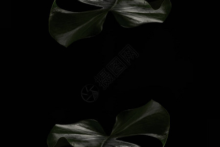 黑色背景的叶子被孤立在黑暗背景上黑绿色背景图片
