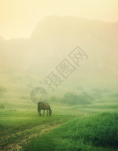 一匹马在晨雾中吃草图片