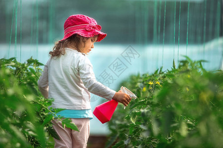 快乐的小女孩园丁在温室喷图片