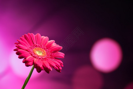 紫色背景上的非洲菊花图片