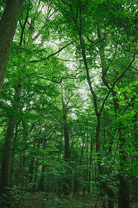 德国维尔茨堡森林中的绿叶树图片