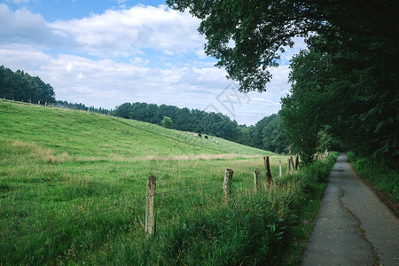德国汉堡农村草原附近有牛牧的公图片