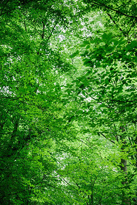 德国Wurzburg森林中树叶绿树图片