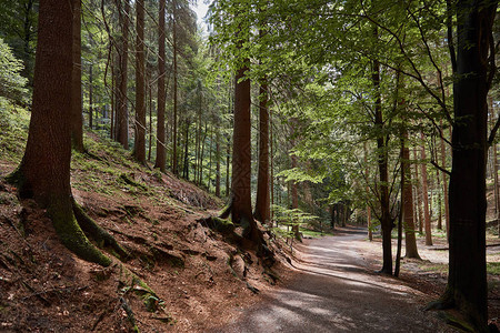 德国巴斯提美丽森林中的山丘和绿树道路图片