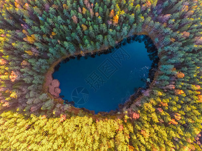 白俄罗斯蓝湖雄伟的树木和美丽背景图片
