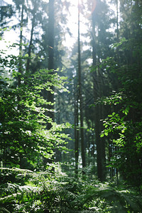 德国汉堡阳光下美丽的森林中的绿树背景图片