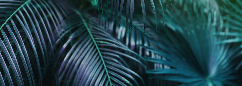 热带棕榈的网站横幅留下深色柔和颜色的树叶背景图片
