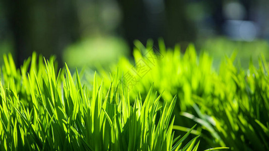 草坪上的绿草背景图片